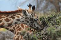 Giraffenbeobachtung auf Crescent Island