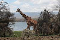 Giraffenbeobachtung auf Crescent Island