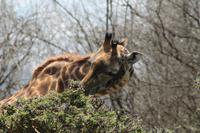 Giraffenbeobachtung auf Crescent Island