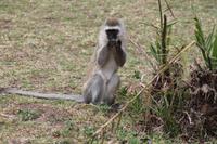 Meerkatzen im Lodgegelände