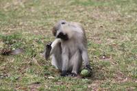 Meerkatzen im Lodgegelände