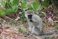 Meerkatzen im Lodgegelände