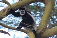 Colobus Affe