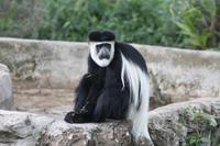 Colobus Affe