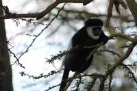 Colobus Affe