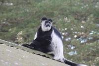 Colobus Affe