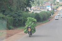 Bananentransport mal anders