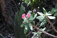 Karen Blixen Coffee Garden