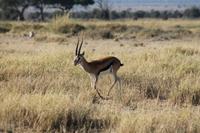 Thompson Gazelle