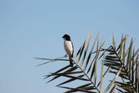 Amboseli Nationalpark