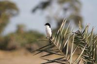 Amboseli Nationalpark