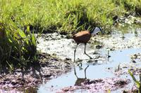 Afrikanisches Blatthühnchen