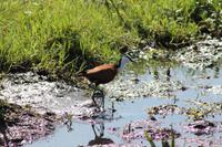 Afrikanisches Blatthühnchen