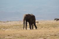Elefant im Amboseli Nationalpark