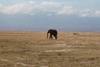 Elefant im Amboseli Nationalpark