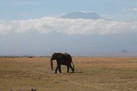 Elefant und Kilimanjaro