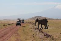 Elefant im Amboseli Nationalpark