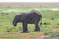 Elefant im Amboseli Nationalpark