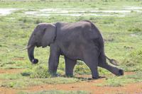 Elefant im Amboseli Nationalpark