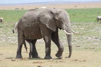 Elefant im Amboseli Nationalpark