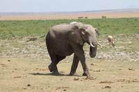 Elefant im Amboseli Nationalpark