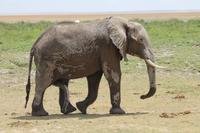 Elefant im Amboseli Nationalpark