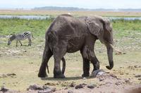 Elefant im Amboseli Nationalpark