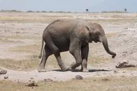 Elefant im Amboseli Nationalpark