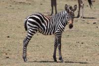 Steppenzebra