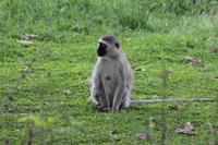 Meerkatzen im Lodgegelände