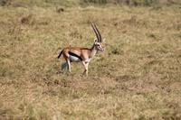 Thompson Gazelle