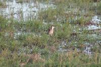 Amboseli Nationalpark