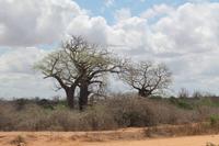 Baobabs