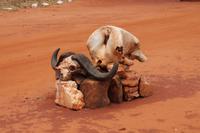 Tsavo Ost Nationalpark