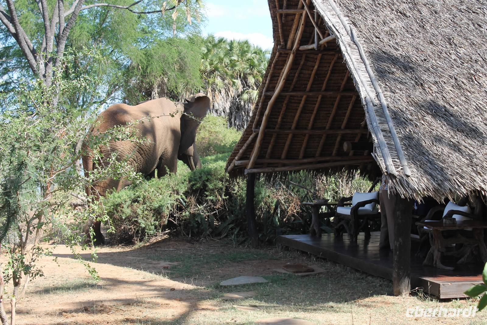 Elefant im Galdessa Camp