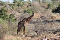 Masai Giraffe
