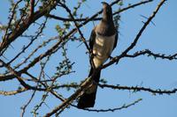 Tsavo Ost Nationalpark