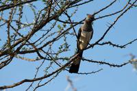 Tsavo Ost Nationalpark