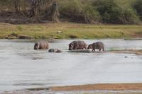 Hippos