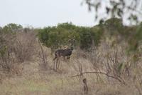 Kudu