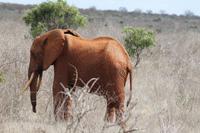 Rote Elefanten im Tsavo Ost Nationalpark