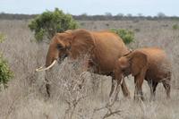 Tsavo Ost Nationalpark