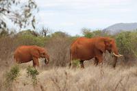 Tsavo Ost Nationalpark