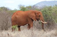 Tsavo Ost Nationalpark