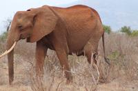 Tsavo Ost Nationalpark