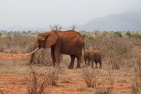 Tsavo Ost Nationalpark