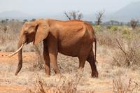 Tsavo Ost Nationalpark