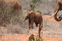 Tsavo Ost Nationalpark