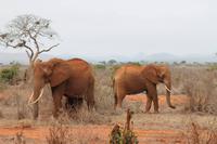 Tsavo Ost Nationalpark