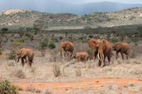 Tsavo Ost Nationalpark
